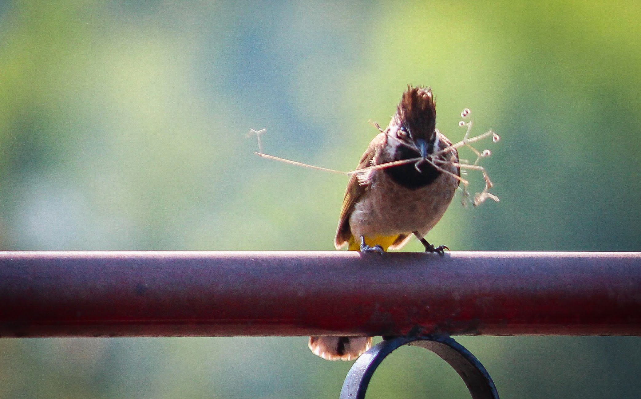 bird phptography