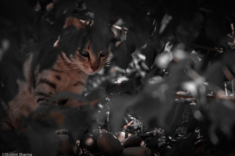 cat photography